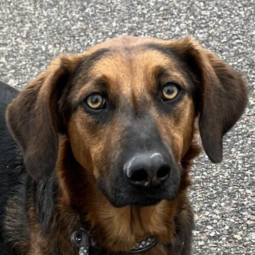 Ruby #1, an adoptable Bloodhound, Shepherd in Grand Junction, CO, 81503 | Photo Image 6