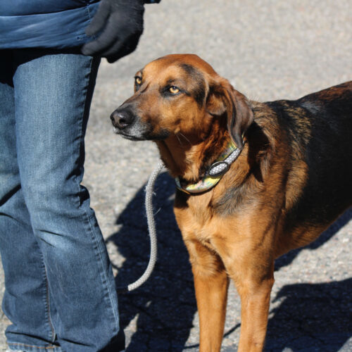 Ruby #1, an adoptable Bloodhound, Shepherd in Grand Junction, CO, 81503 | Photo Image 6