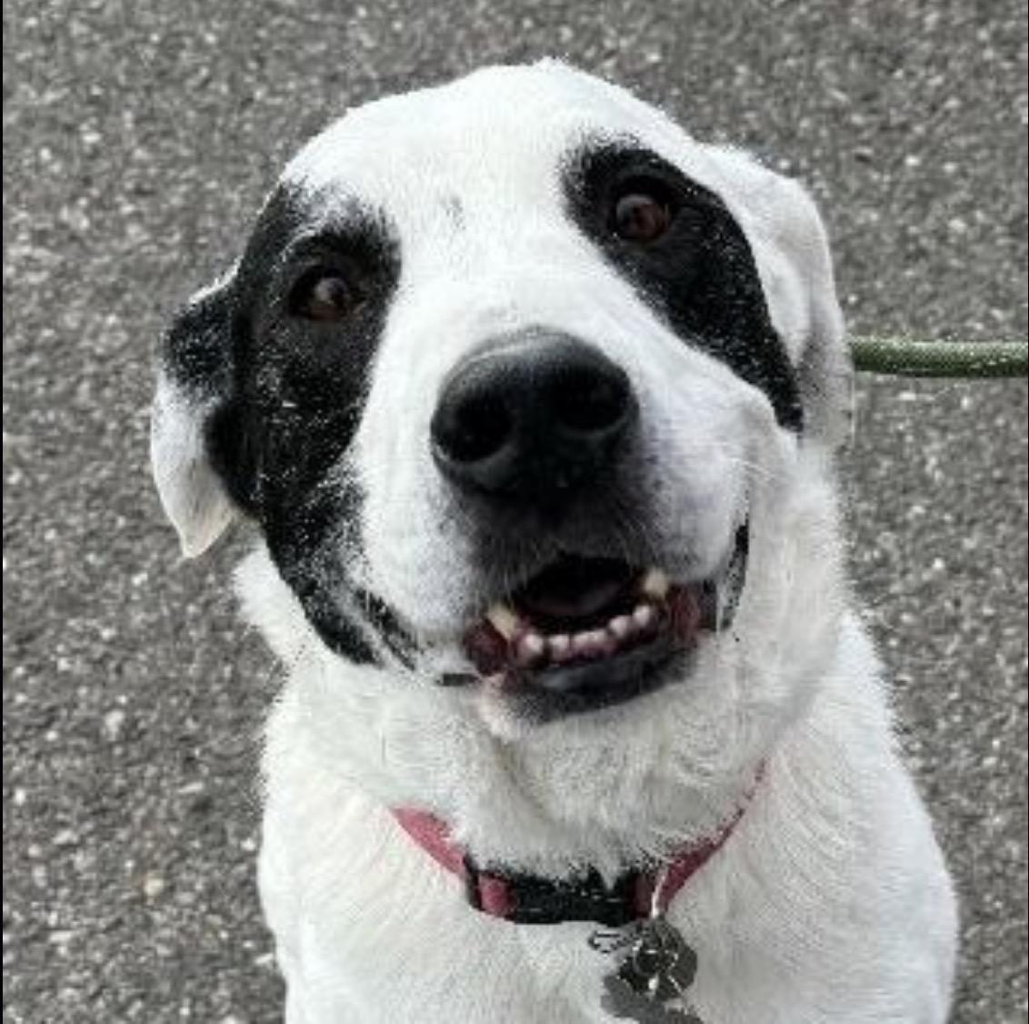 Jax, an adoptable Great Pyrenees, Border Collie in Grand Junction, CO, 81503 | Photo Image 1