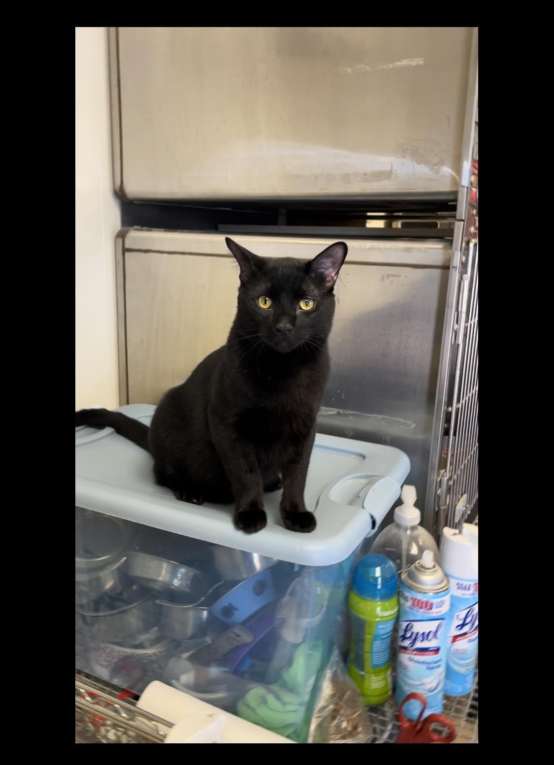 Mr. Cat, an adoptable Domestic Short Hair in Grand Junction, CO, 81503 | Photo Image 1