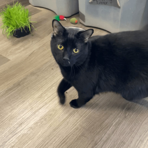 Mr. Cat, an adoptable Domestic Short Hair in Grand Junction, CO, 81503 | Photo Image 4