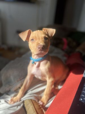 ECHO - 12 weeks Male Terrier Mix Expected to Be About 30lbs Full-Grown We cannot guarantee breed 