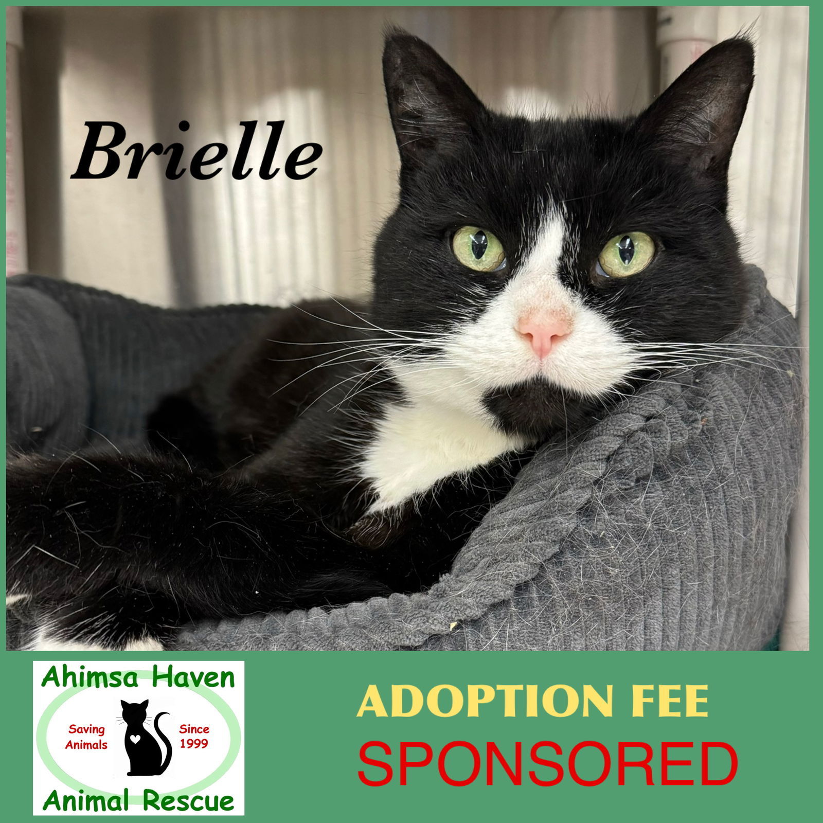 Brielle, an adoptable Domestic Short Hair, Tuxedo in Winchendon, MA, 01475 | Photo Image 1