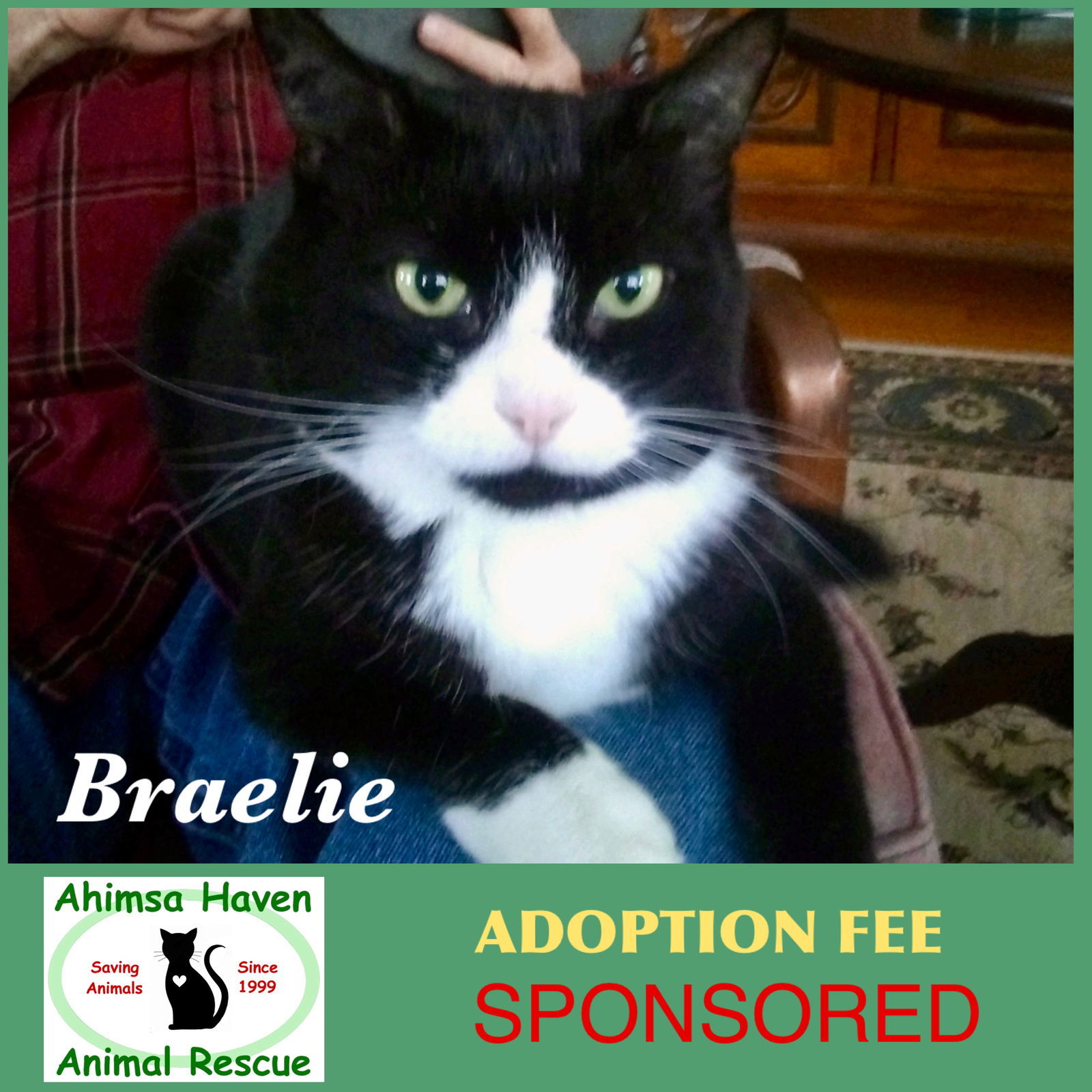 Brielle, an adoptable Domestic Short Hair, Tuxedo in Winchendon, MA, 01475 | Photo Image 1