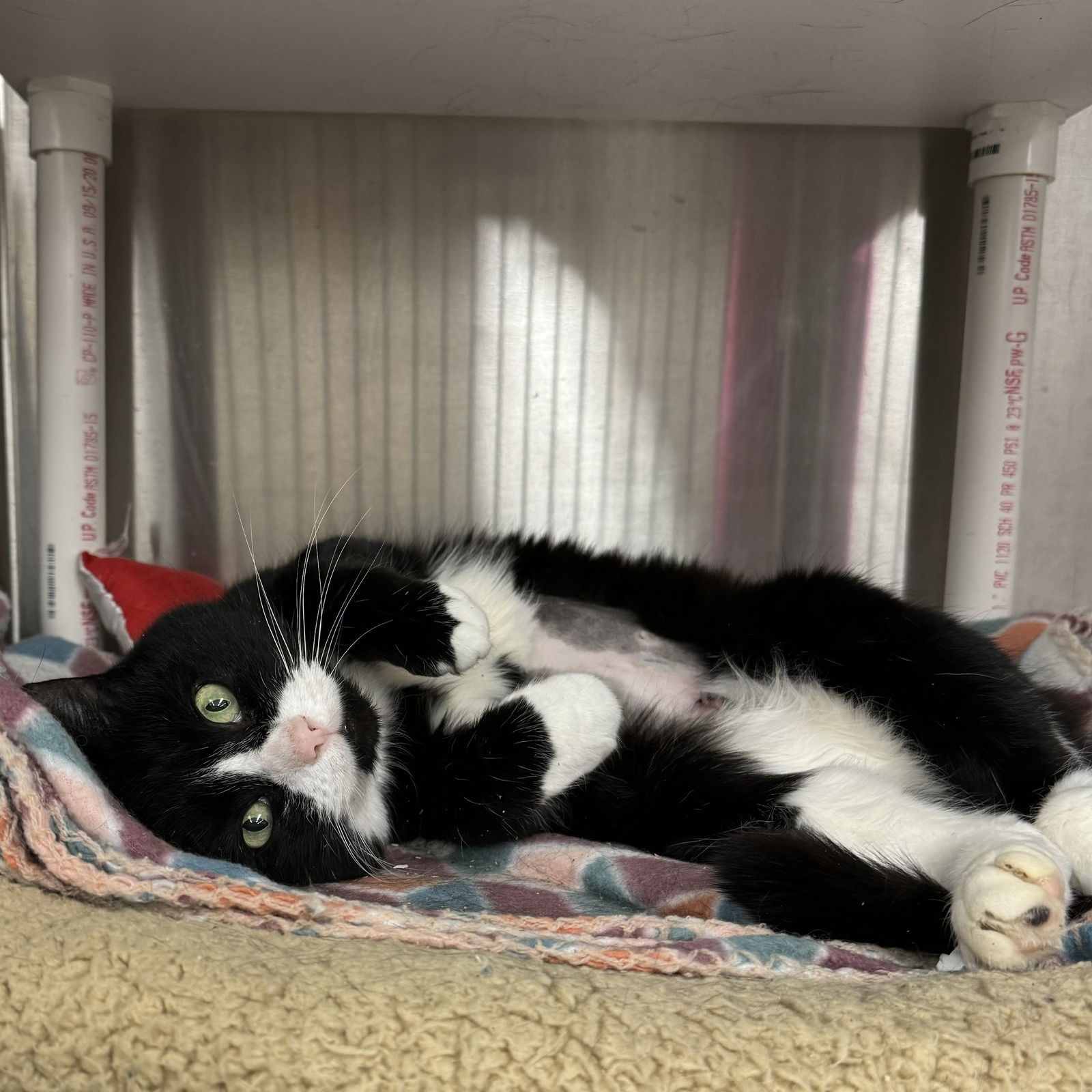 Brielle, an adoptable Domestic Short Hair, Tuxedo in Winchendon, MA, 01475 | Photo Image 2