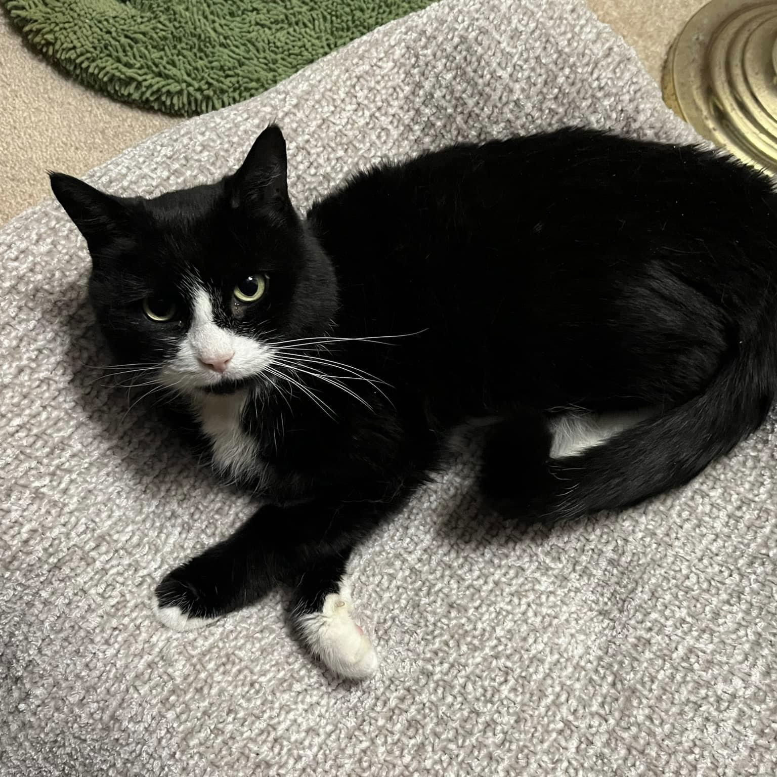 Brielle, an adoptable Domestic Short Hair, Tuxedo in Winchendon, MA, 01475 | Photo Image 3