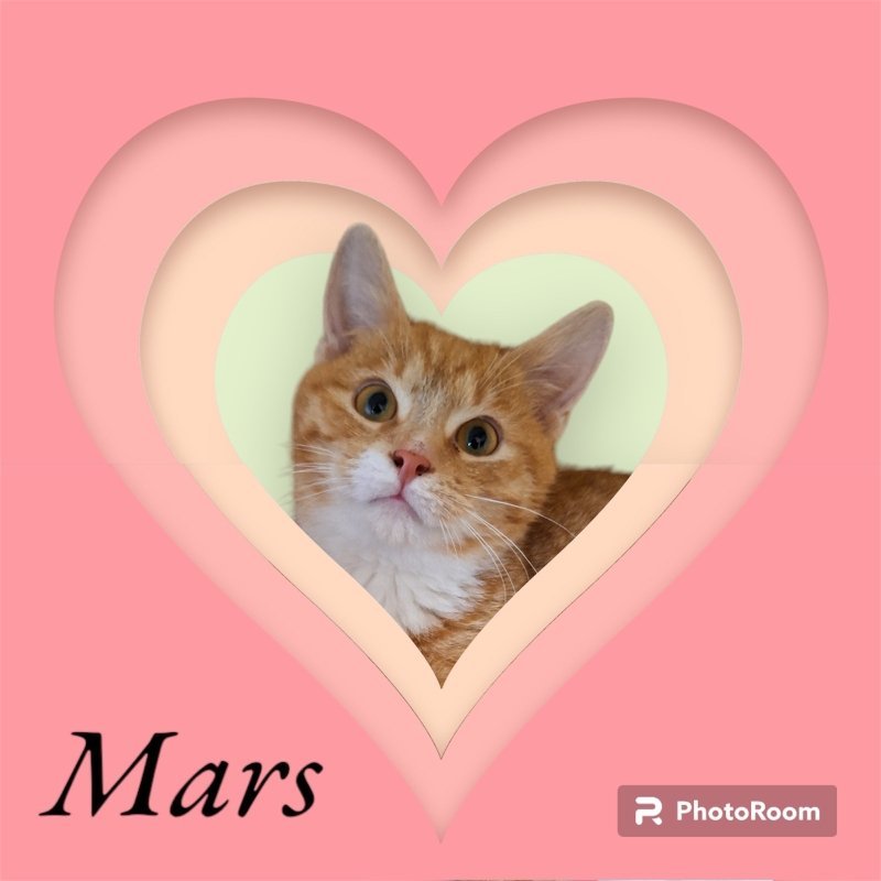 Mars (FCID# 12/13/2023 - 41) C