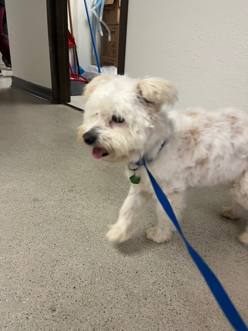 Lhasa apso 2024 westie mix