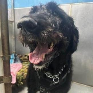 Titus, an adoptable Poodle, Golden Retriever in Blair, WI, 54616 | Photo Image 1