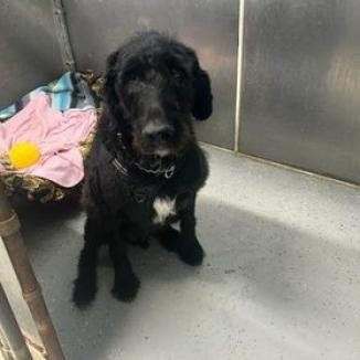 Titus, an adoptable Poodle, Golden Retriever in Blair, WI, 54616 | Photo Image 2