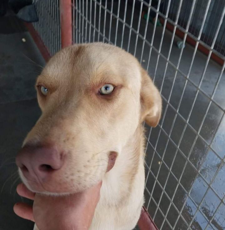 Dog for adoption Gus, a Labrador Retriever Mix in Enfield, CT Petfinder