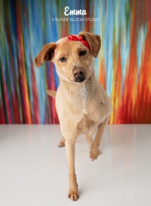 Emma, Adult Female Labrador Retriever
