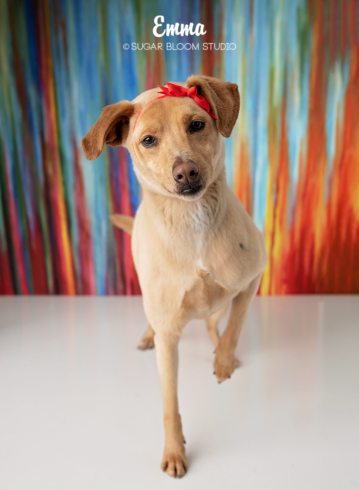 Emma, an adoptable Labrador Retriever, Australian Cattle Dog / Blue Heeler in Littleton, CO, 80126 | Photo Image 1
