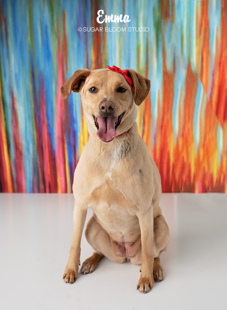 Emma, an adoptable Labrador Retriever, Australian Cattle Dog / Blue Heeler in Littleton, CO, 80126 | Photo Image 2