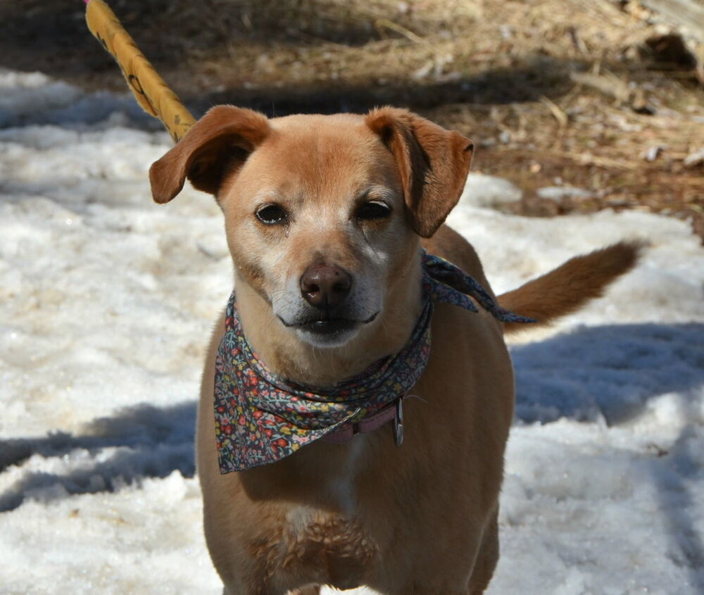 Emma, an adoptable Labrador Retriever, Australian Cattle Dog / Blue Heeler in Littleton, CO, 80126 | Photo Image 3