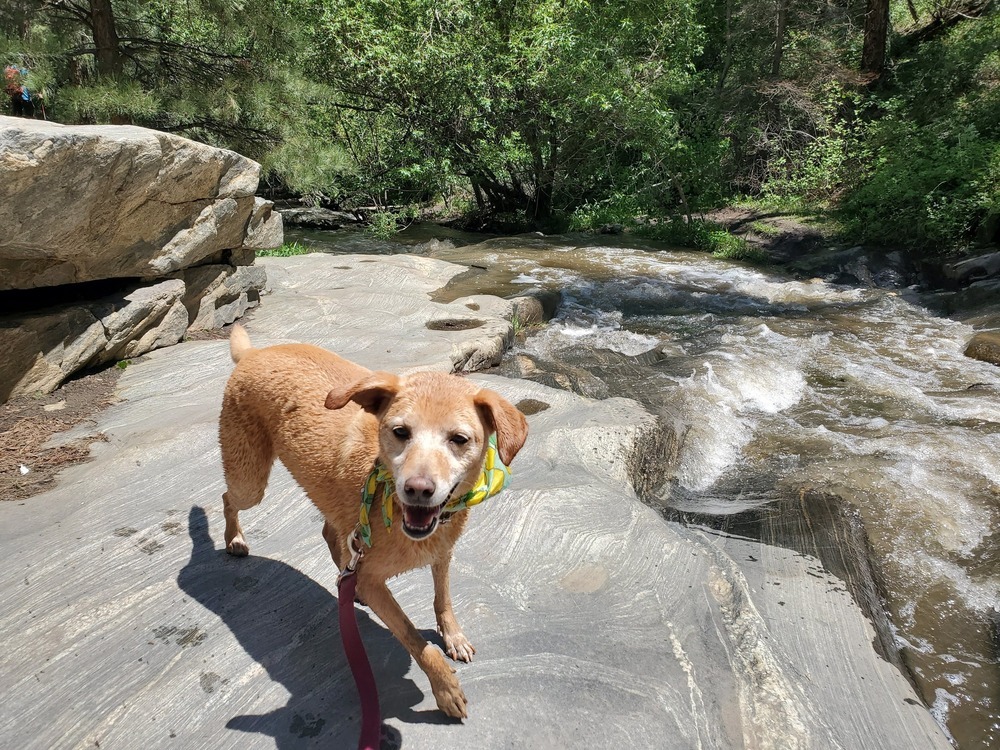 Emma, an adoptable Labrador Retriever, Australian Cattle Dog / Blue Heeler in Littleton, CO, 80126 | Photo Image 3