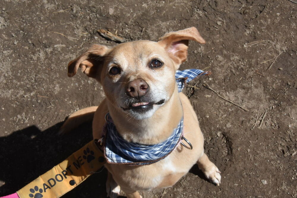 Emma, an adoptable Labrador Retriever, Australian Cattle Dog / Blue Heeler in Littleton, CO, 80126 | Photo Image 4