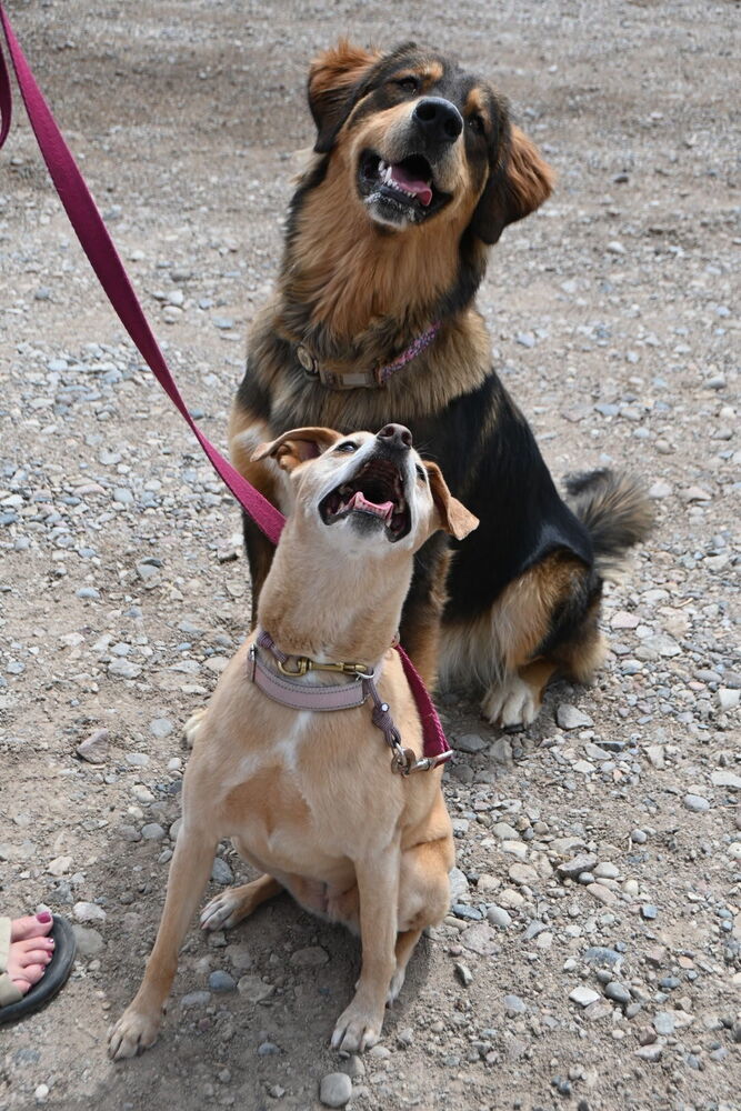 Emma, an adoptable Labrador Retriever, Australian Cattle Dog / Blue Heeler in Littleton, CO, 80126 | Photo Image 4