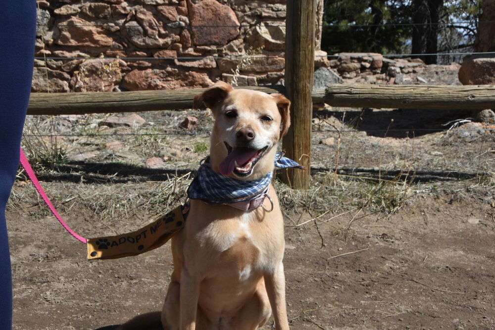 Emma, an adoptable Labrador Retriever, Australian Cattle Dog / Blue Heeler in Littleton, CO, 80126 | Photo Image 5