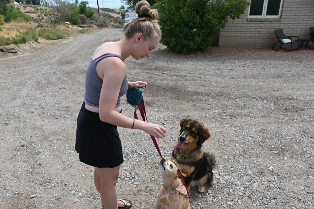 Emma, an adoptable Labrador Retriever, Australian Cattle Dog / Blue Heeler in Littleton, CO, 80126 | Photo Image 5