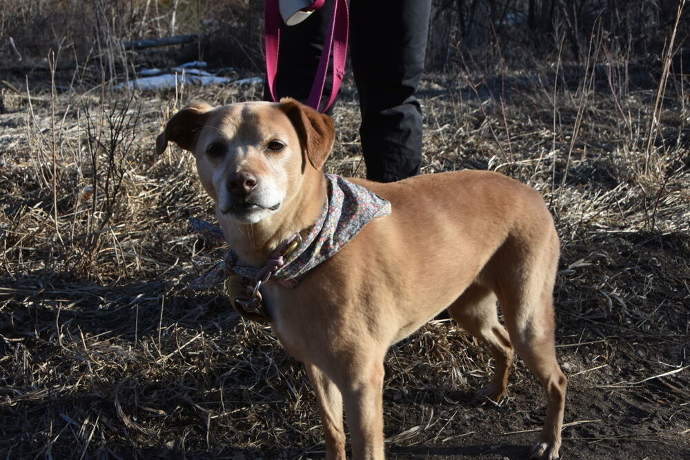 Emma, an adoptable Labrador Retriever, Australian Cattle Dog / Blue Heeler in Littleton, CO, 80126 | Photo Image 6
