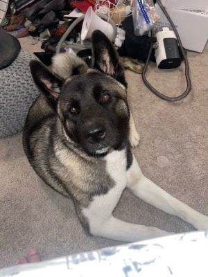 **Roxy**, Adult Female unknown