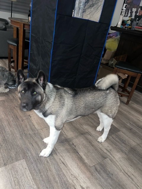 **Roxy**