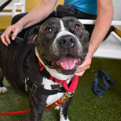 Malcolm, an adoptable Pit Bull Terrier in West Palm Beach, FL_image-3