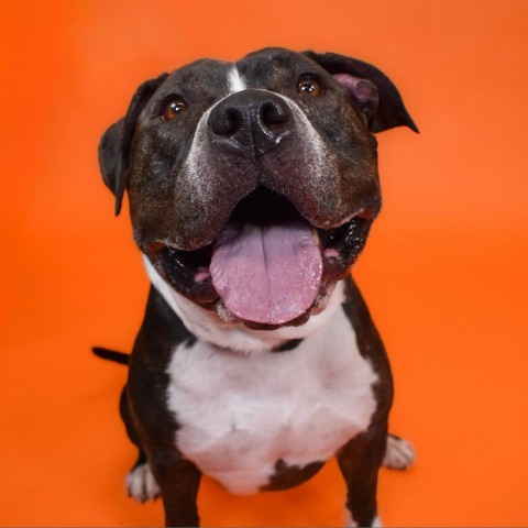 Malcolm, an adoptable Pit Bull Terrier in West Palm Beach, FL_image-5
