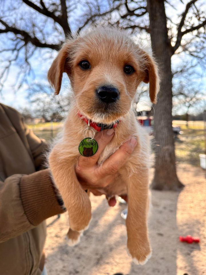 Great pyrenees hot sale cur mix