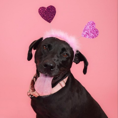 Luna, an adoptable Black Labrador Retriever Mix in West Palm Beach, FL_image-1