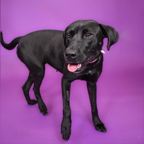 Luna, an adoptable Black Labrador Retriever Mix in West Palm Beach, FL_image-4