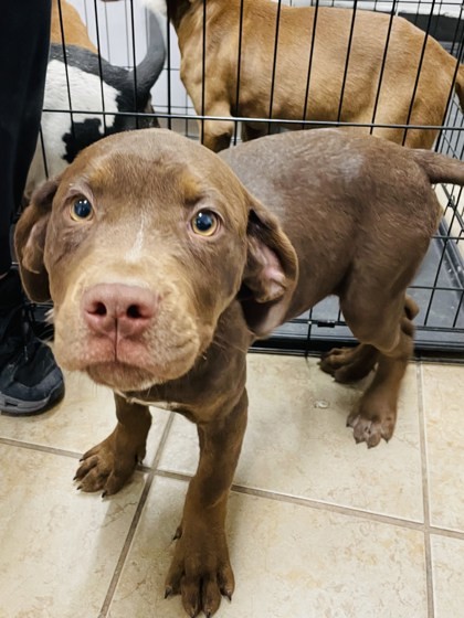 Covington store dog pound