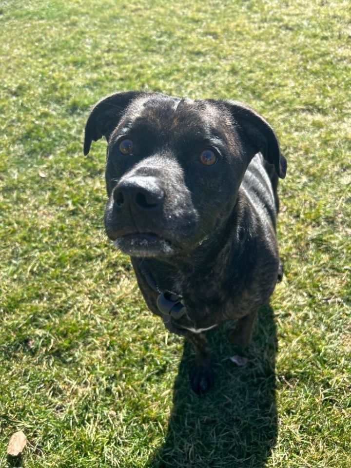 BLACKY 2