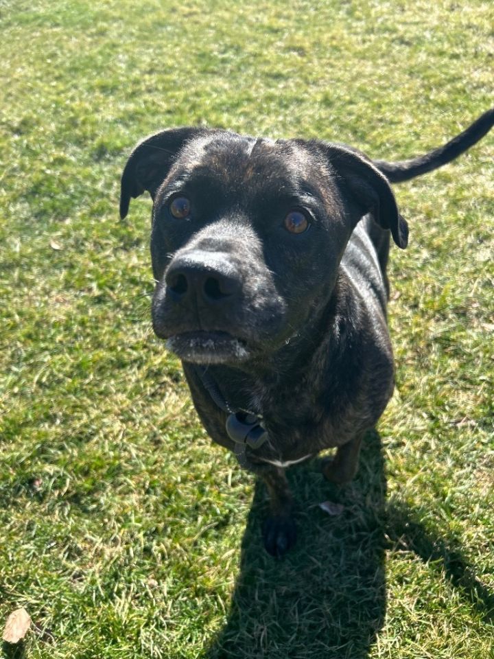 BLACKY 3