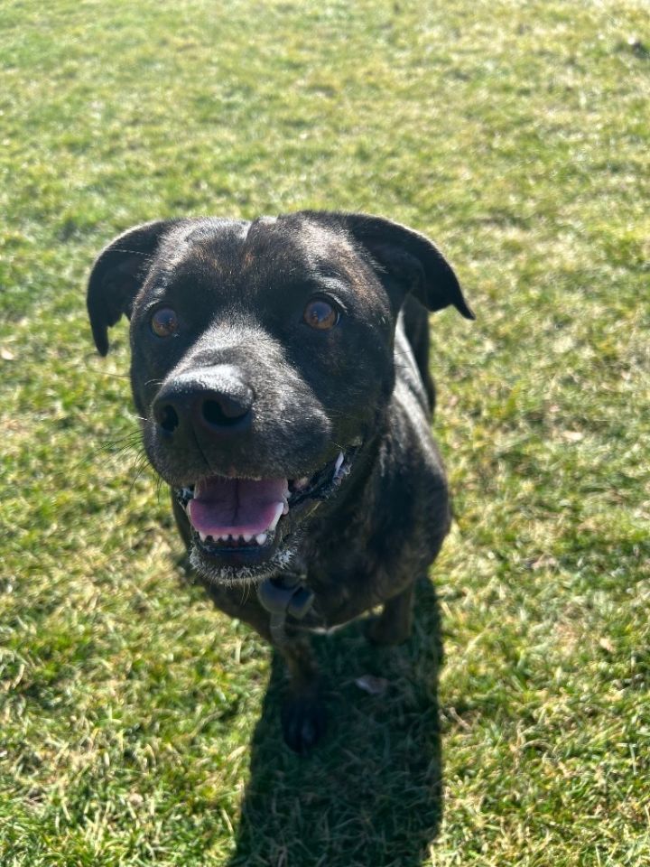 BLACKY 4