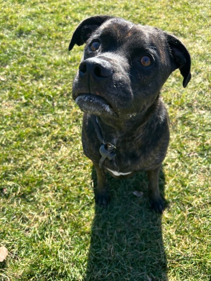 BLACKY 5