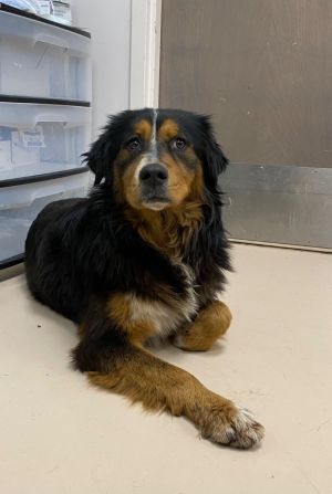 Petfinder bernese mountain sales dog