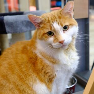 This is Goldilocks she is a pretty 4-year old orange and white tabby female She is new to us and