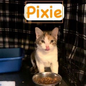 Pixie, Levittown PetSmart (FCID# 01/17/2024-23)