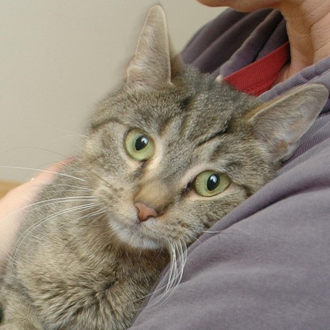 Rizzo C15470, an adoptable Domestic Short Hair in Minnetonka, MN, 55345 | Photo Image 1