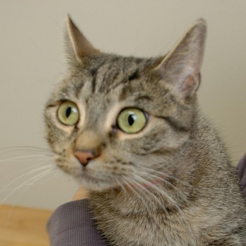 Rizzo C15470, an adoptable Domestic Short Hair in Minnetonka, MN, 55345 | Photo Image 3