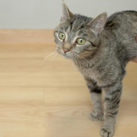 Rizzo C15470, an adoptable Domestic Short Hair in Minnetonka, MN, 55345 | Photo Image 4