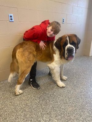 Petfinder saint hot sale bernard