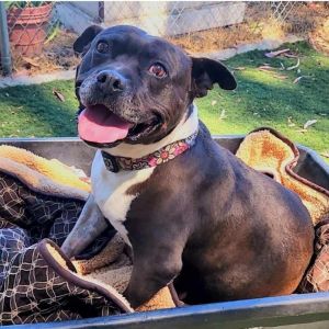 Flower, Adult Female Pit Bull Terrier