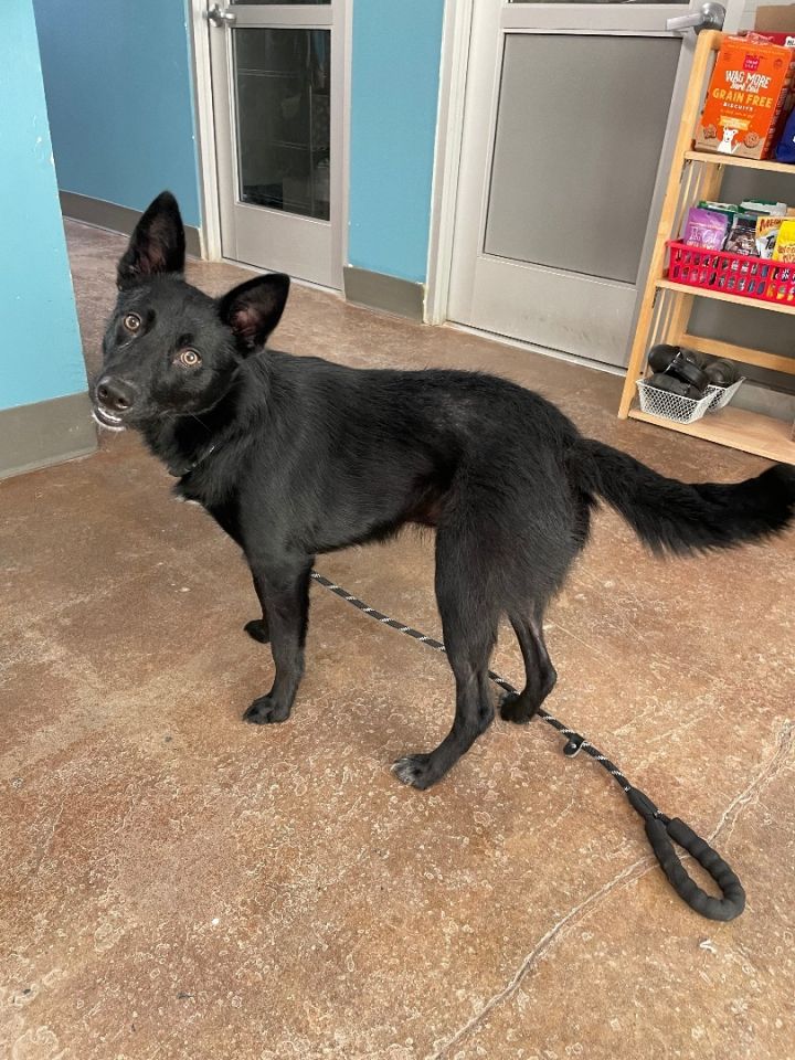 Petfinder schipperke sale