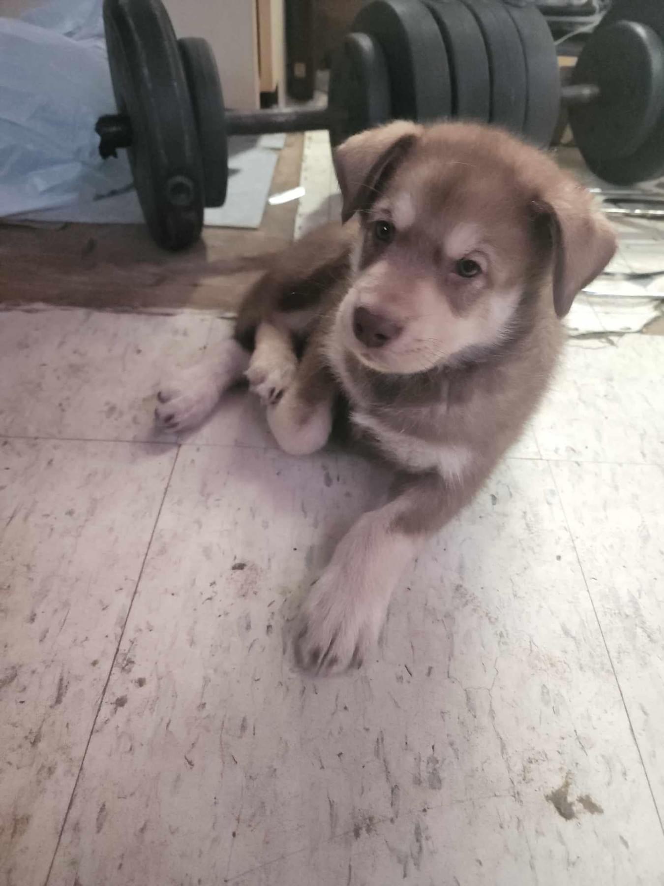 Clay, an adoptable Husky in Wasilla, AK, 99654 | Photo Image 1