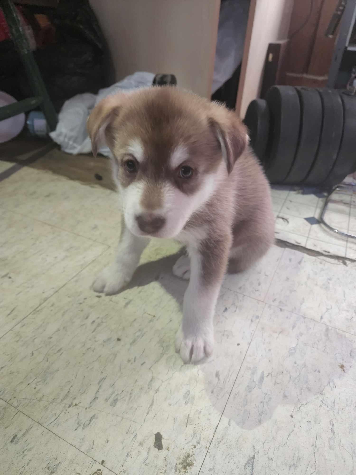 Cassius, an adoptable Husky in Wasilla, AK, 99654 | Photo Image 1