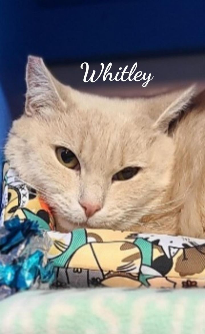 Whitley 2