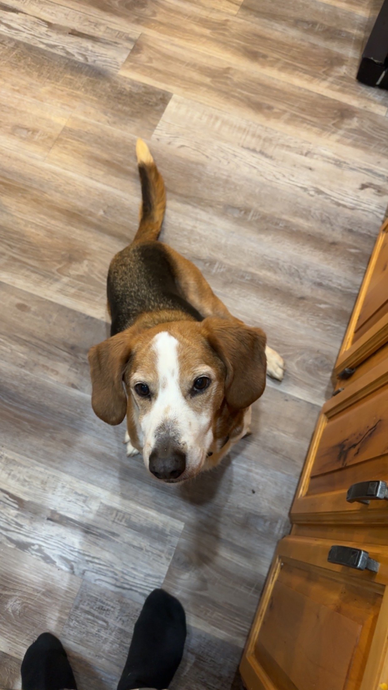 Borrancho, an adoptable Basset Hound, Beagle in Duluth, MN, 55807 | Photo Image 1